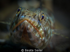 Lizardfish by Beate Seiler 